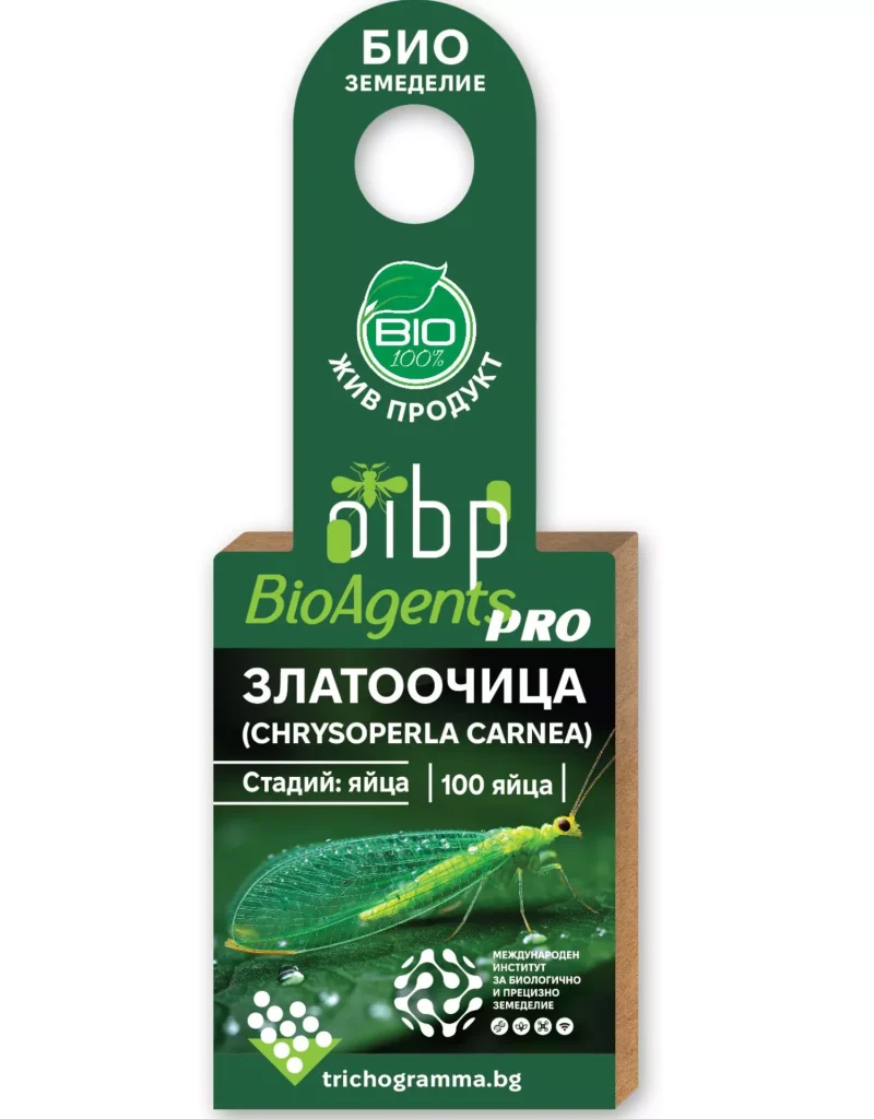 ЗЛАТООЧИЦА (CHRYSOPERLA CARNEA) 10 х 100 ЯЙЦА (1000)