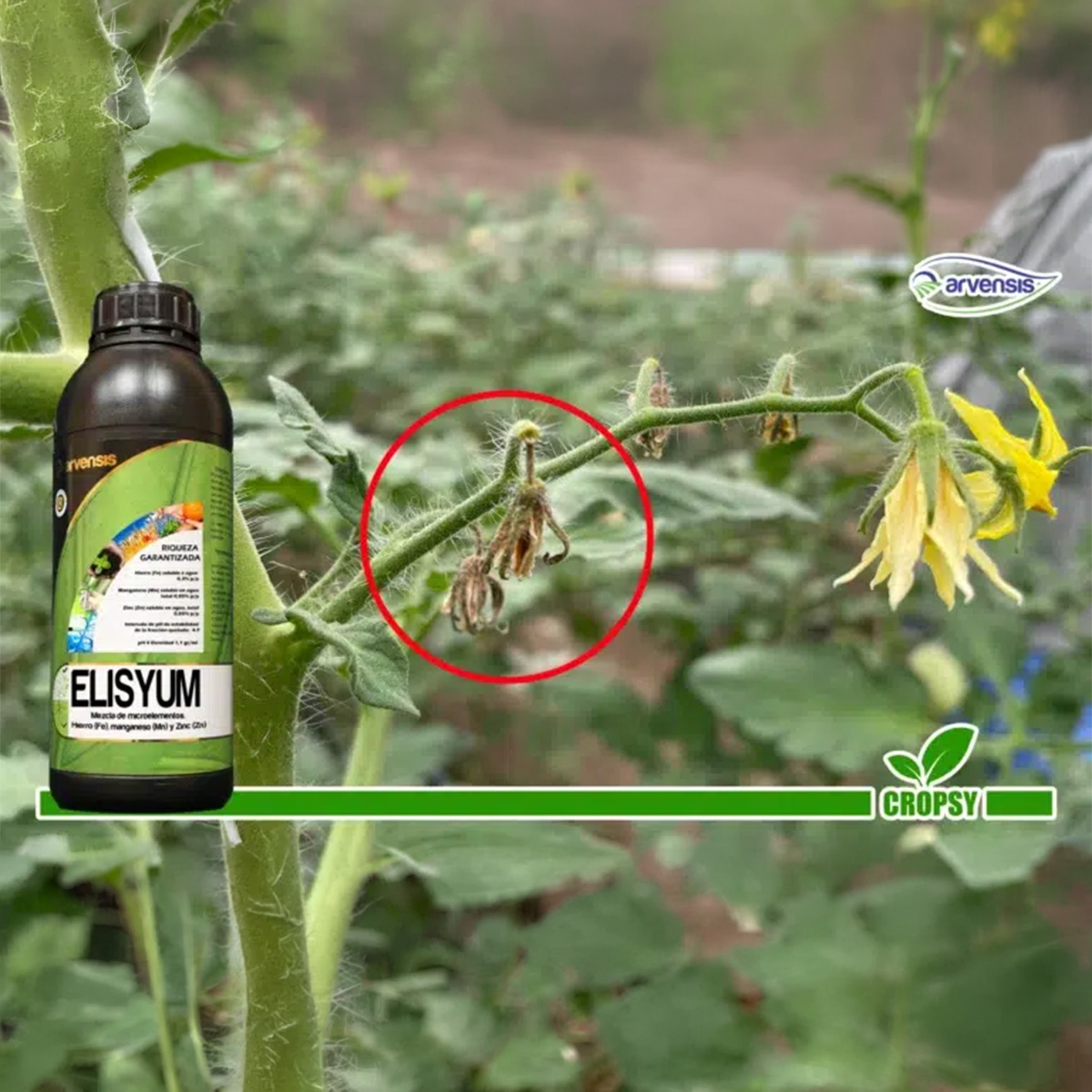 ЕЛИСИУМ (ELYSIUM) - Image 6