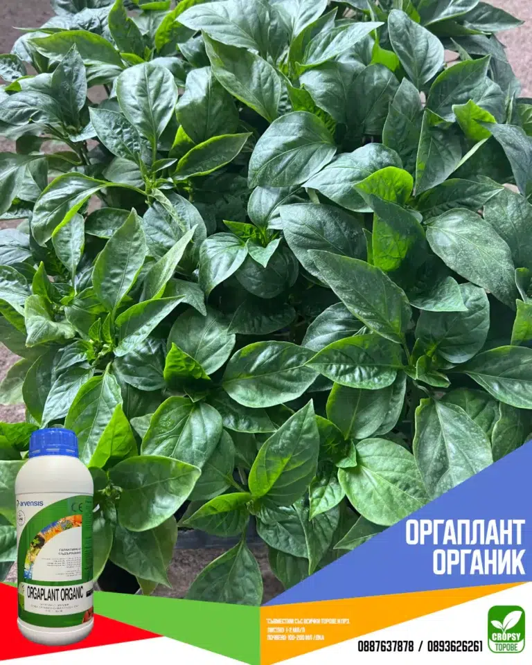 ОРГАПЛАНТ ОРГАНИК (ORGAPLANT ORGANIC) - Image 4