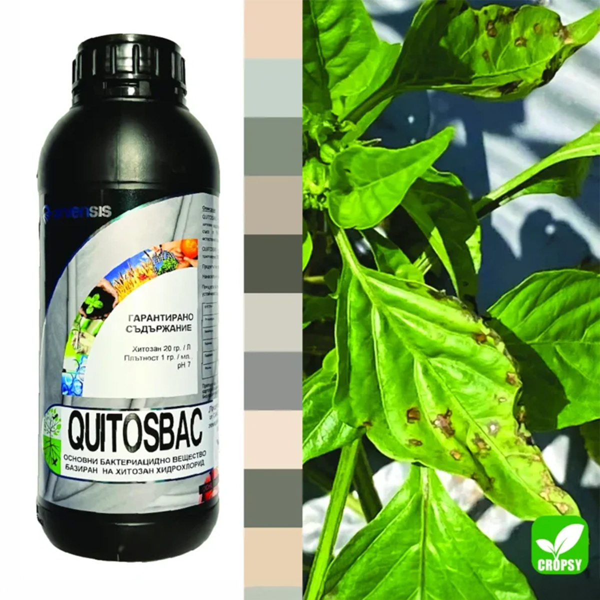 КИТОСБАК (QUITOSBAC) - Image 3