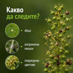 какви повреди да следите от горздов молец