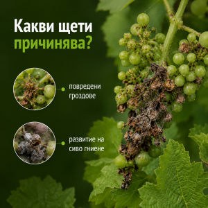 щети от горздов молец
