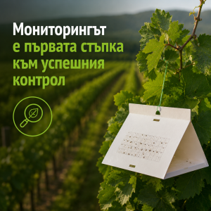 мониторинг и проверка на лозя за щети от гроздов молец